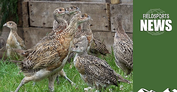 Gamebird Shortages: How Are Shoots Coping?