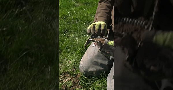 Tips And Tricks To Rid Your Garden Of Moles. Watch #fieldsportsbritain Now