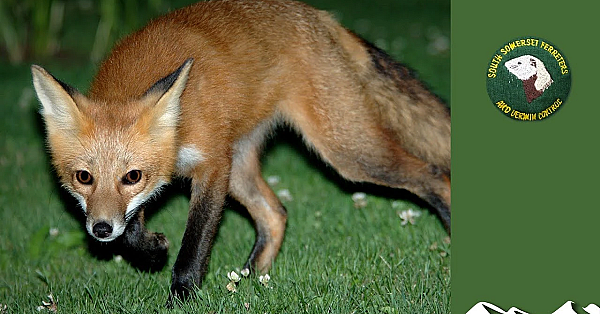 Somerset Foxshooting Night