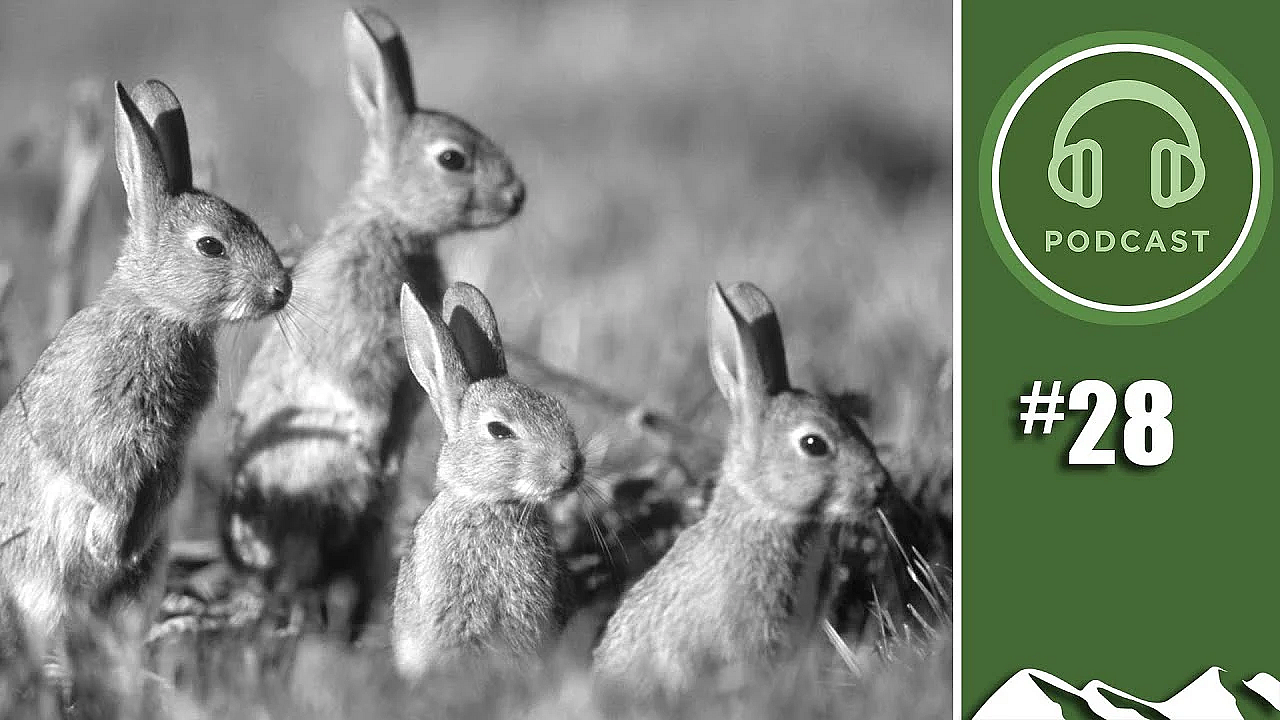 Where Have All The Rabbits Gone? - British Shooting Show Live