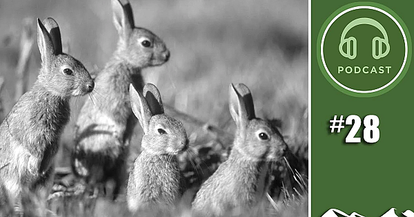 Where Have All The Rabbits Gone? - British Shooting Show Live