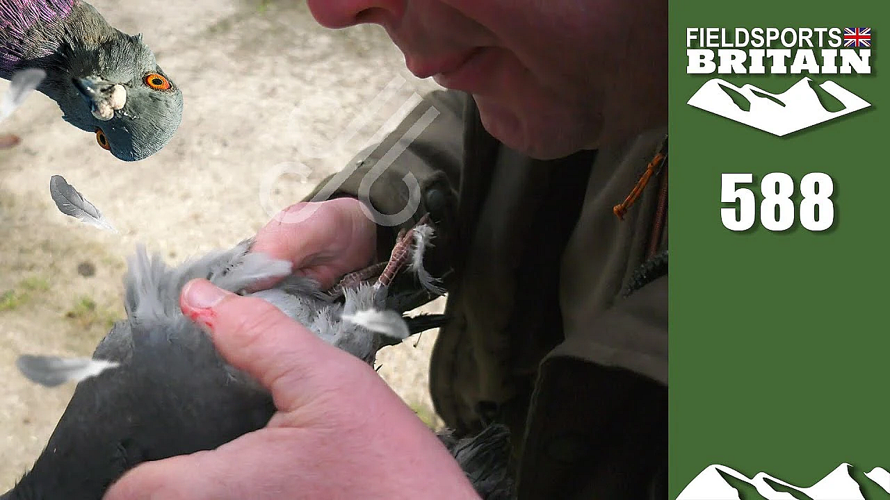 Fieldsports Britain - How To Blow A Pigeon