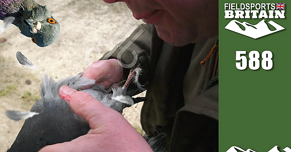 Fieldsports Britain - How To Blow A Pigeon