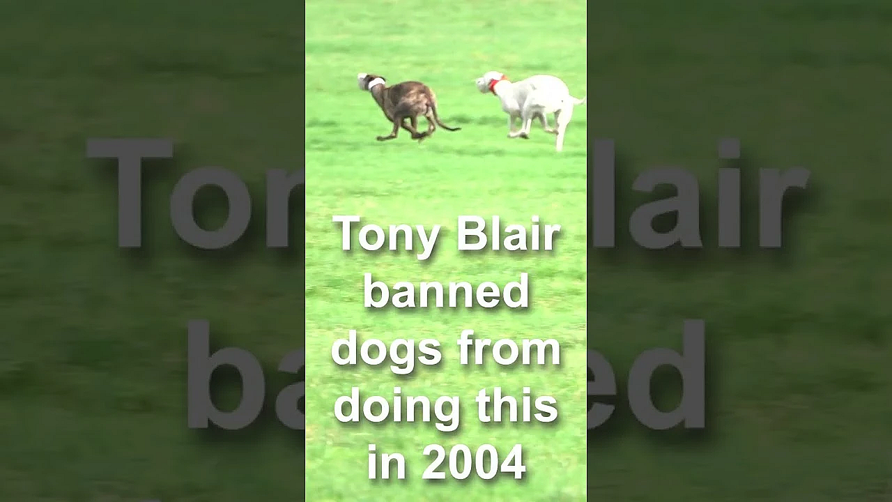 Memories Of Hare Coursing