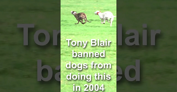 Memories Of Hare Coursing