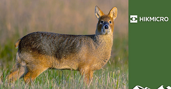 Vegan Hunts Christmas Lunch