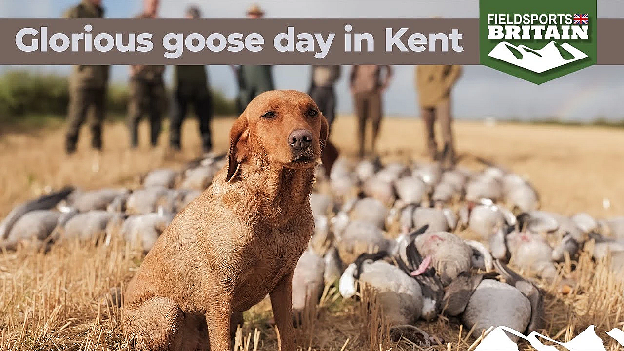 Glorious Goose Shooting Opening Day In Kent