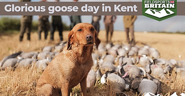 Glorious Goose Shooting Opening Day In Kent
