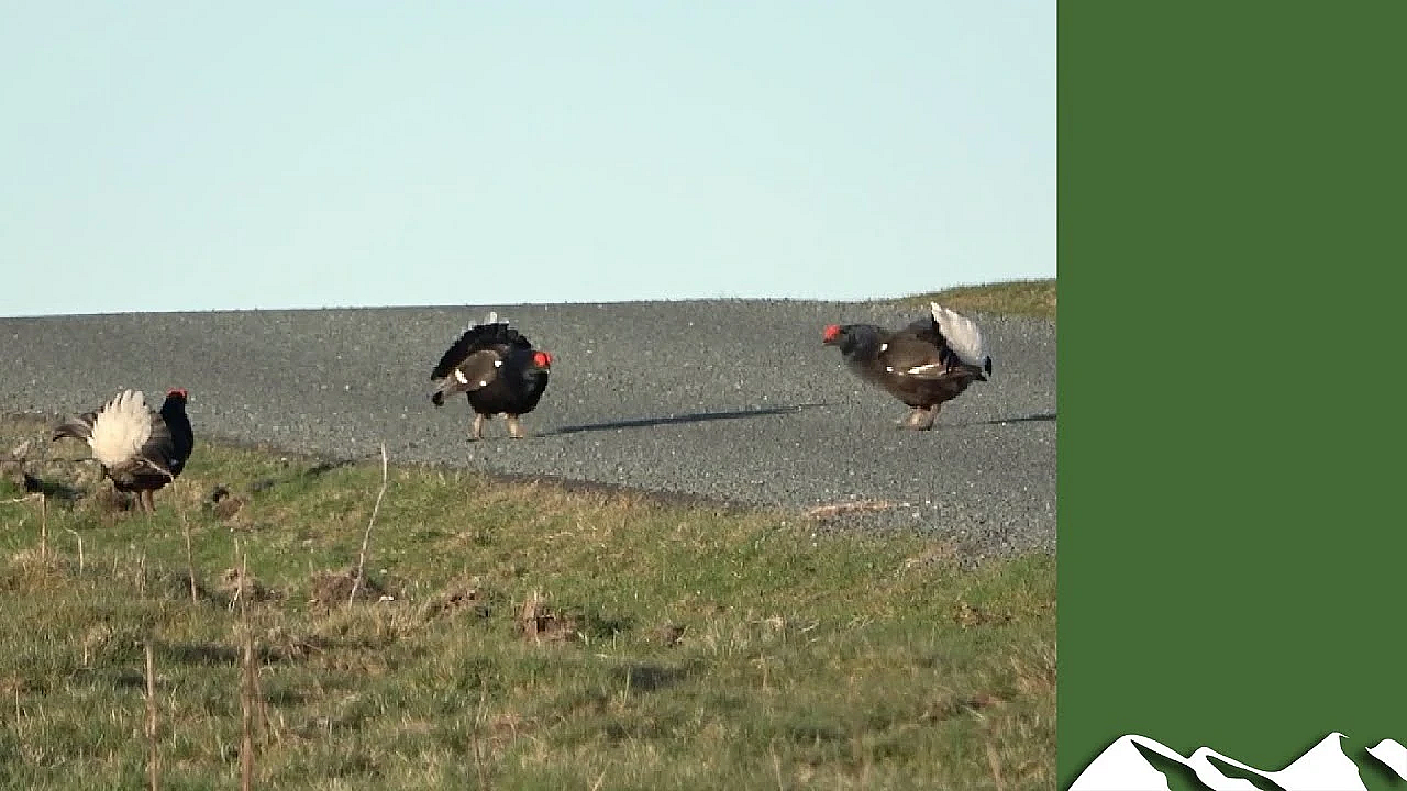 Lockdown Lekking: Black Grouse In The Middle Of The Road