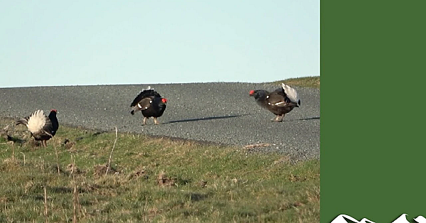 Lockdown Lekking: Black Grouse In The Middle Of The Road