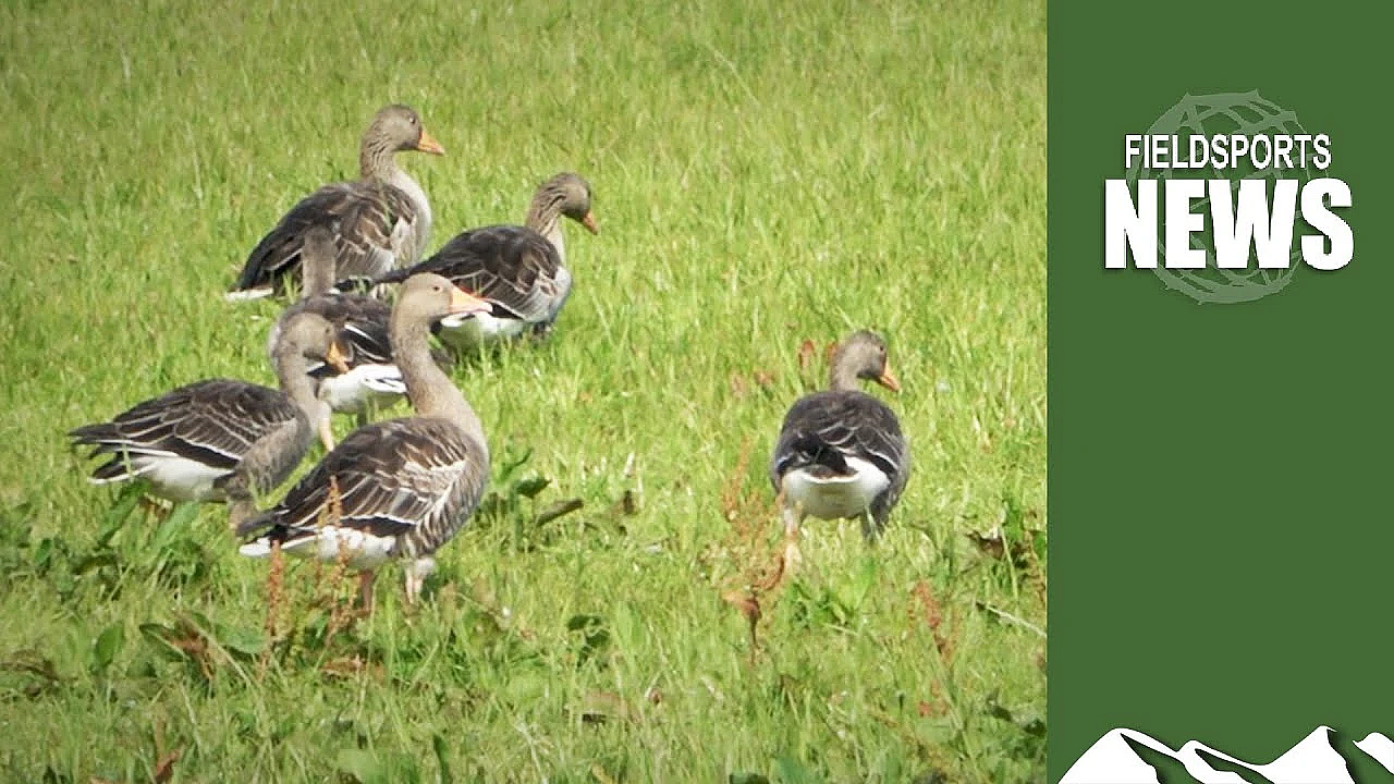 How The Rspb’s Hunt For Stoats On Orkney Is Now A Wild Goose Chase
