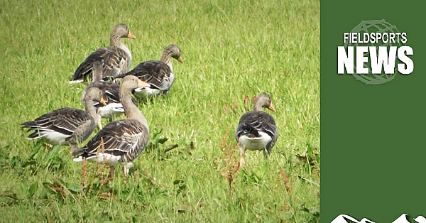 How The Rspb’s Hunt For Stoats On Orkney Is Now A Wild Goose Chase