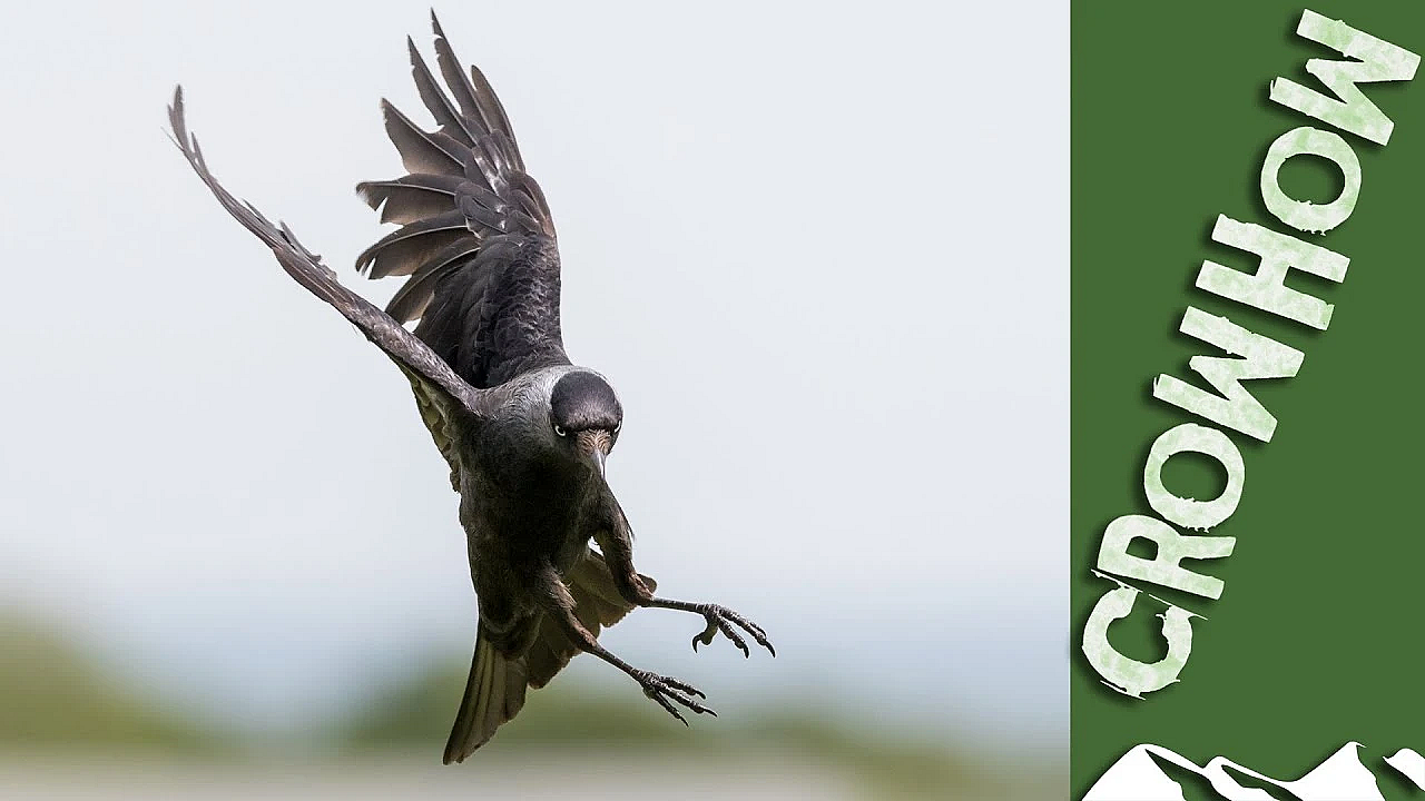 Crow Hits The Jackdaws - Just Before Packham's Ban