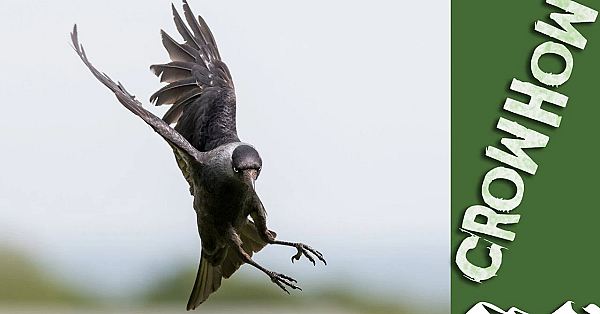 Crow Hits The Jackdaws - Just Before Packham's Ban