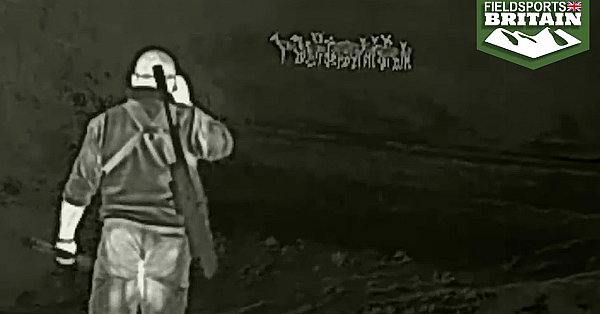 Nightshooting Fallow In Lincolnshire