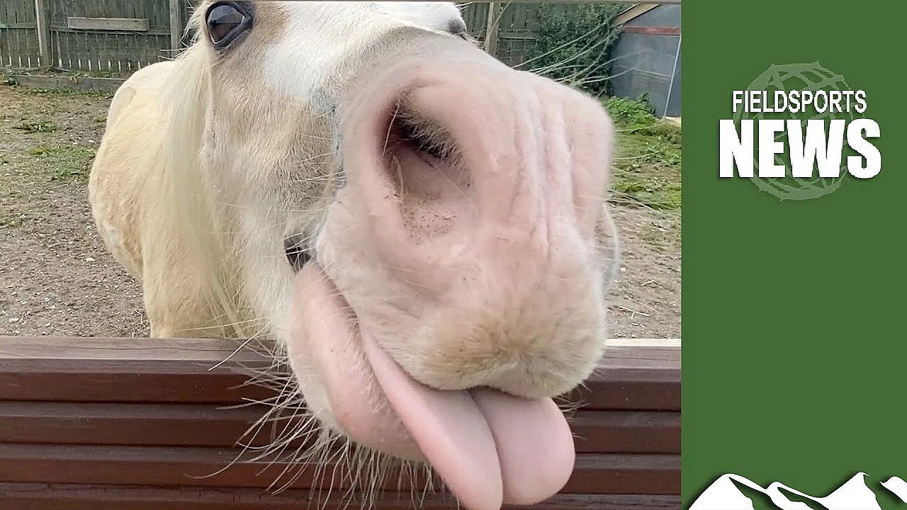 Borth Zoo: From Lions And Lynx To Dogs And Ducks
