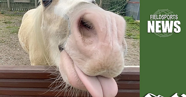 Borth Zoo: From Lions And Lynx To Dogs And Ducks