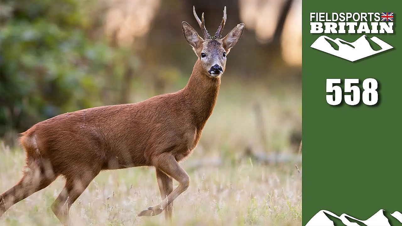 Fieldsports Britain - Short-range Buck Shooting