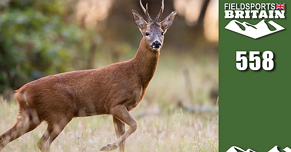 Fieldsports Britain - Short-range Buck Shooting