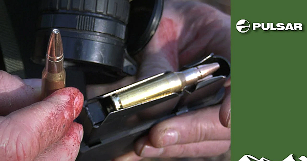 Fallow Doe Shot With Copper