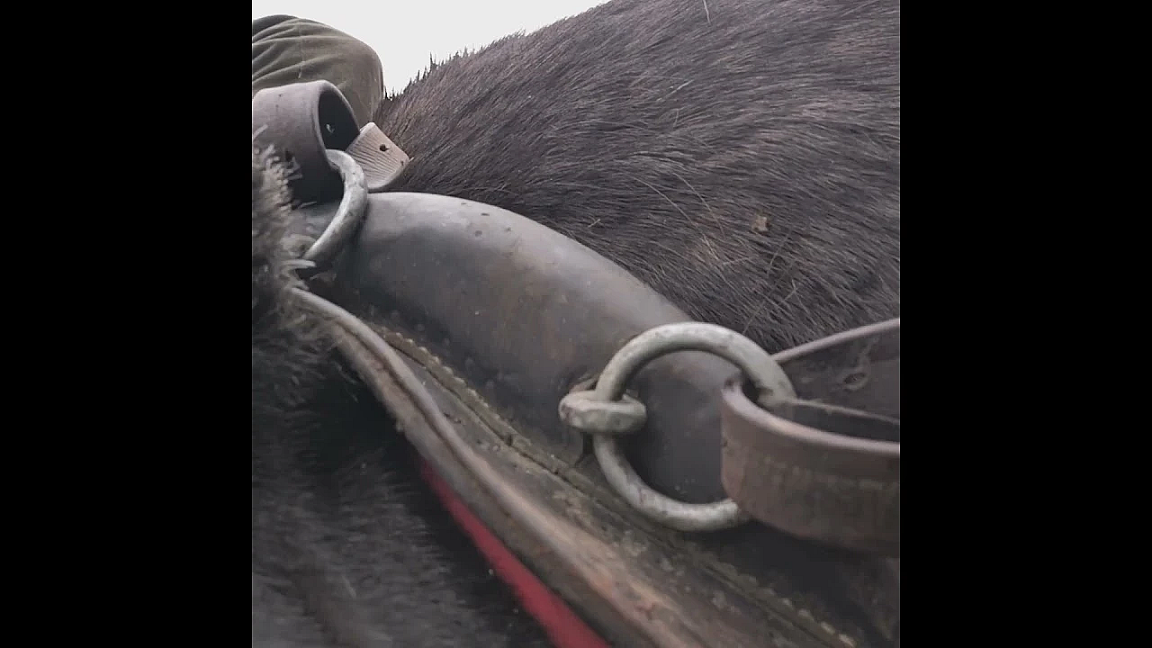 Mutant Deer And Tyson The Stalking Cob
