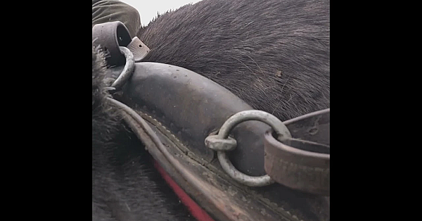 Mutant Deer And Tyson The Stalking Cob