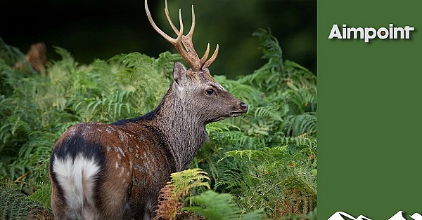 Hunting Massive Gold-medal Sika Stags
