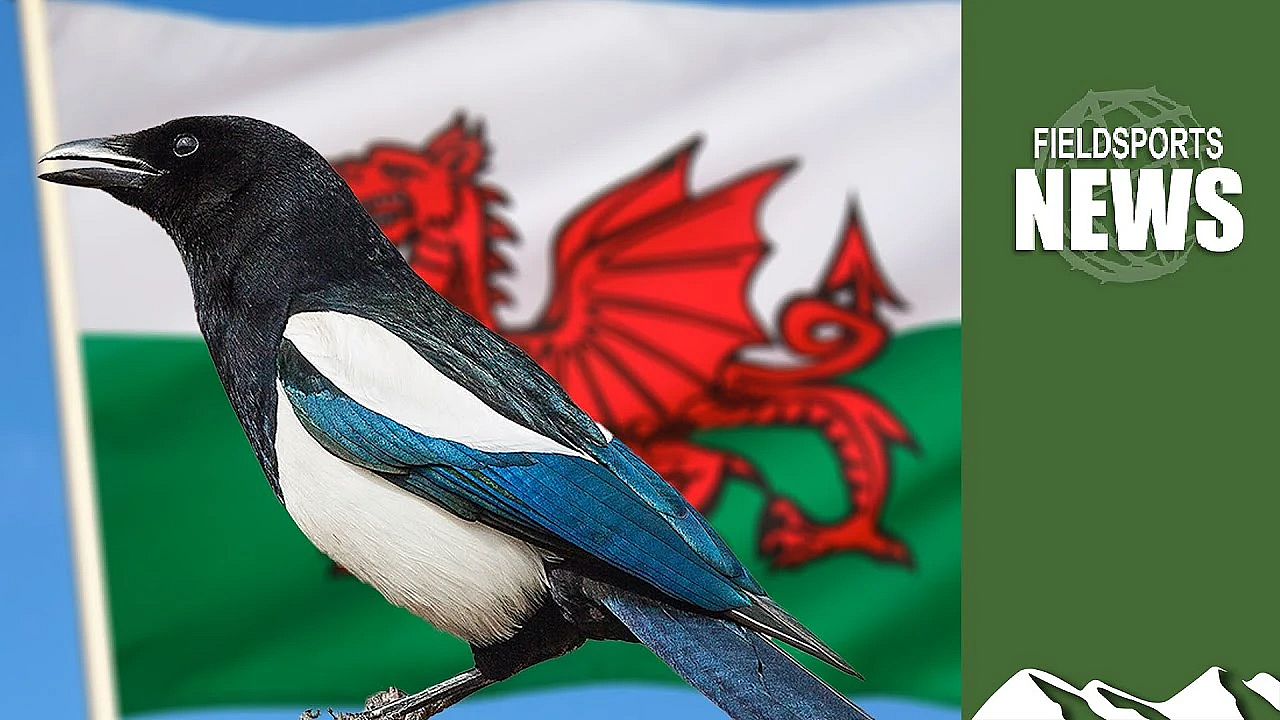General Licences In Wales: No Rooks, Magpies Or Jackdaws