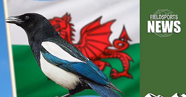 General Licences In Wales: No Rooks, Magpies Or Jackdaws
