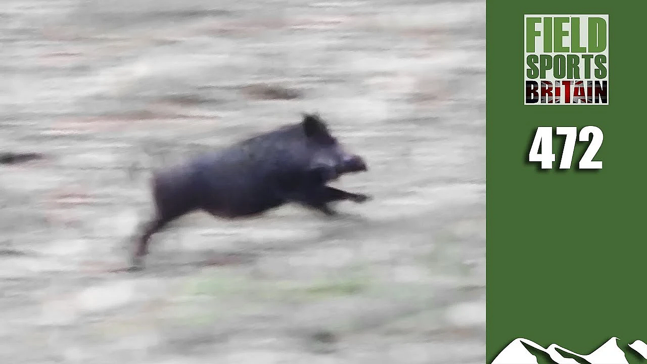 Fieldsports Britain - Christmas Boar Hunt