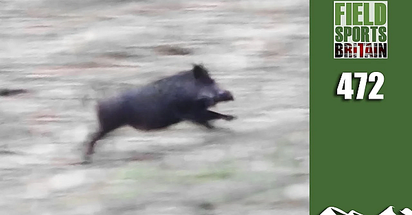 Fieldsports Britain - Christmas Boar Hunt