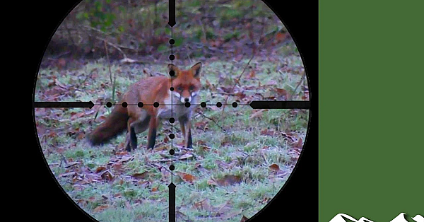 Fox And Squirrel Shooting