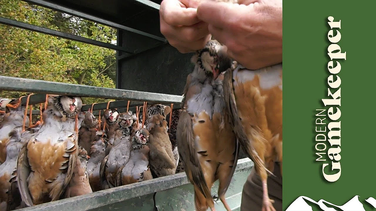 The Game Cart - Modern Gamekeeper #6