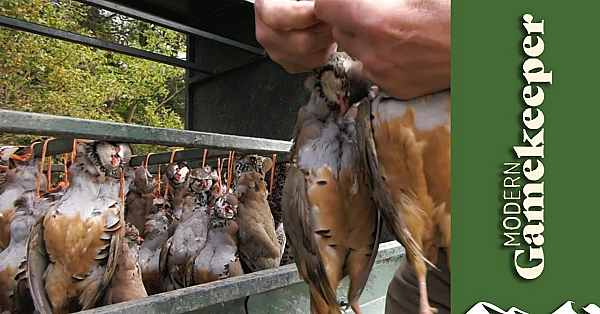 The Game Cart - Modern Gamekeeper #6