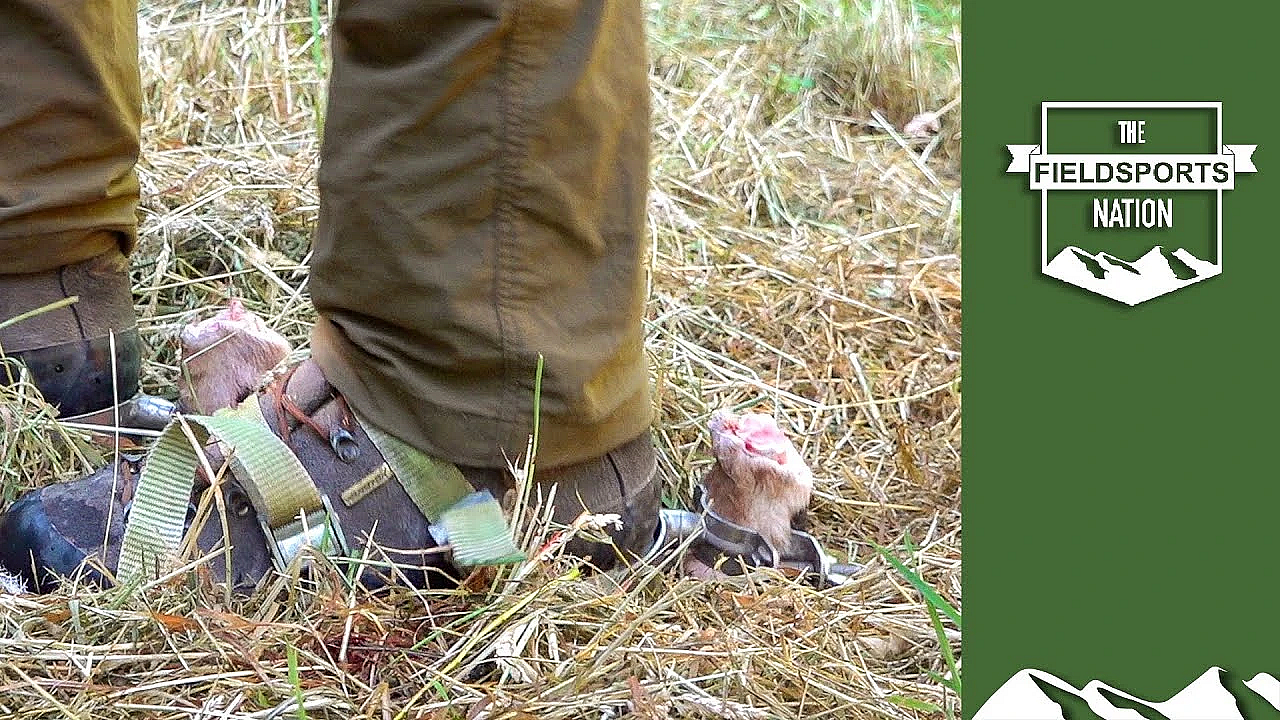 How To Track An Injured Deer