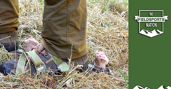 How To Track An Injured Deer