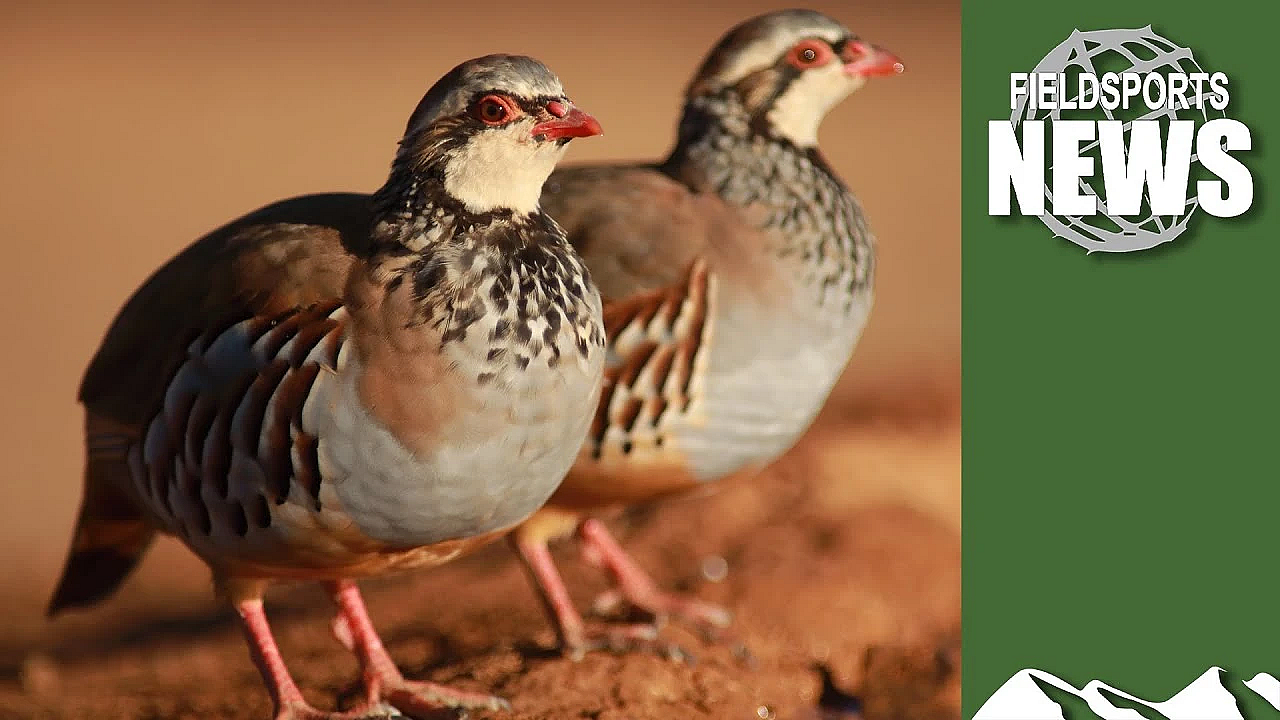 Will There Be Birds To Shoot This Christmas?