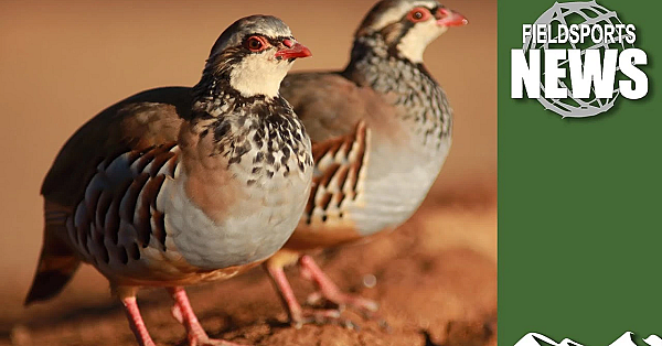 Will There Be Birds To Shoot This Christmas?