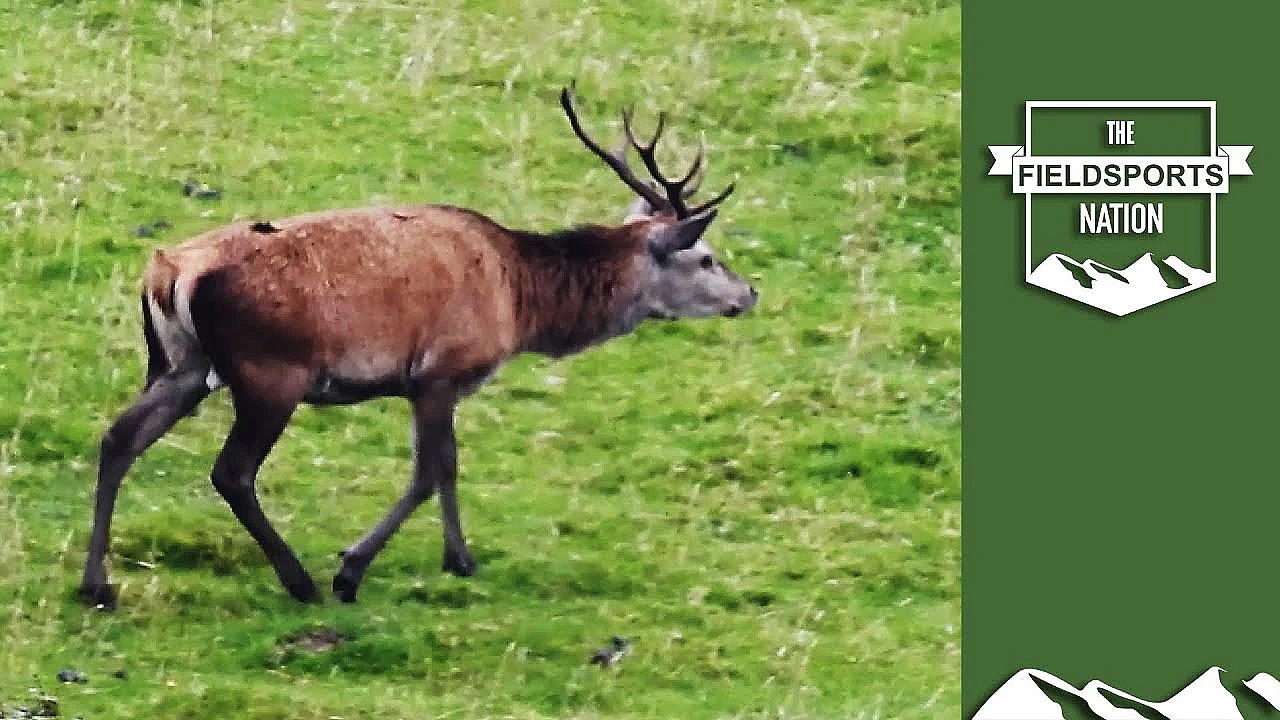 Poaching Gangs Hit Midlands Farms