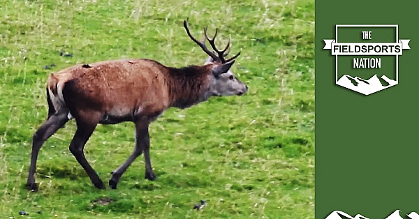 Poaching Gangs Hit Midlands Farms