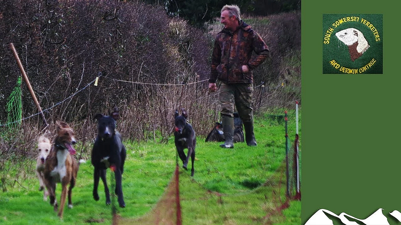 Ferreting A 300-yard Hedge