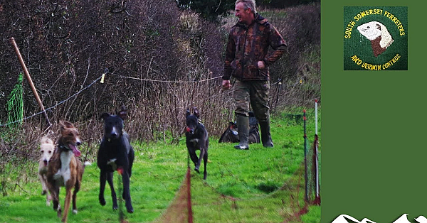 Ferreting A 300-yard Hedge