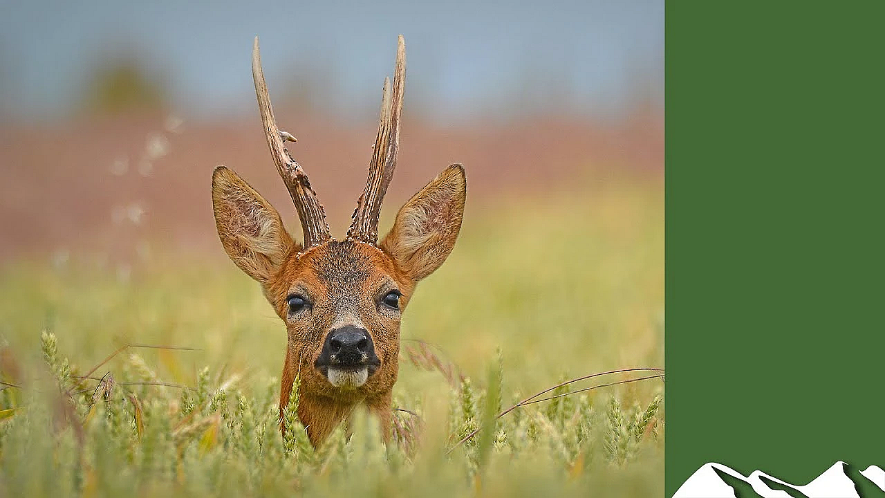 Roebuck Eruption: Amazing Reactions To The Call