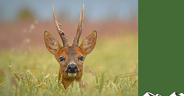 Roebuck Eruption: Amazing Reactions To The Call