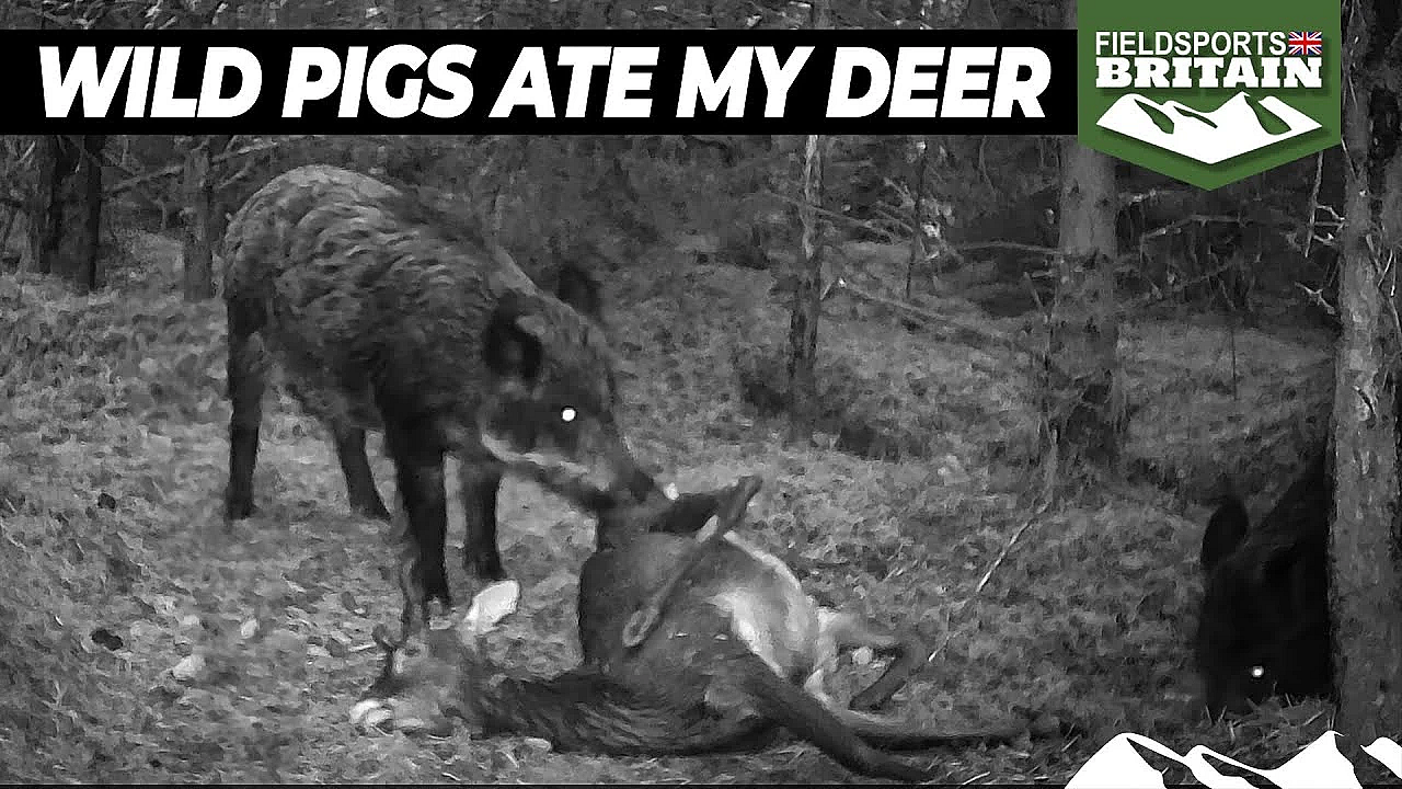 Wild Pigs Ate My Deer