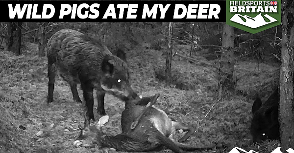 Wild Pigs Ate My Deer