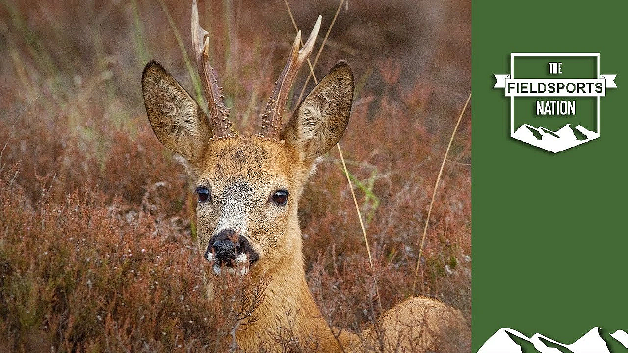 Roe, Rifles And Reloading