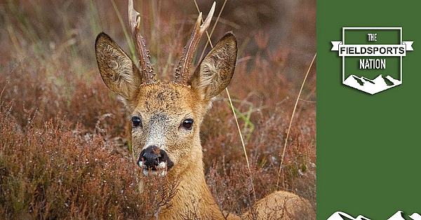 Roe, Rifles And Reloading