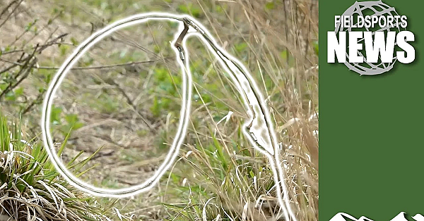 The Future For Snaring In Scotland