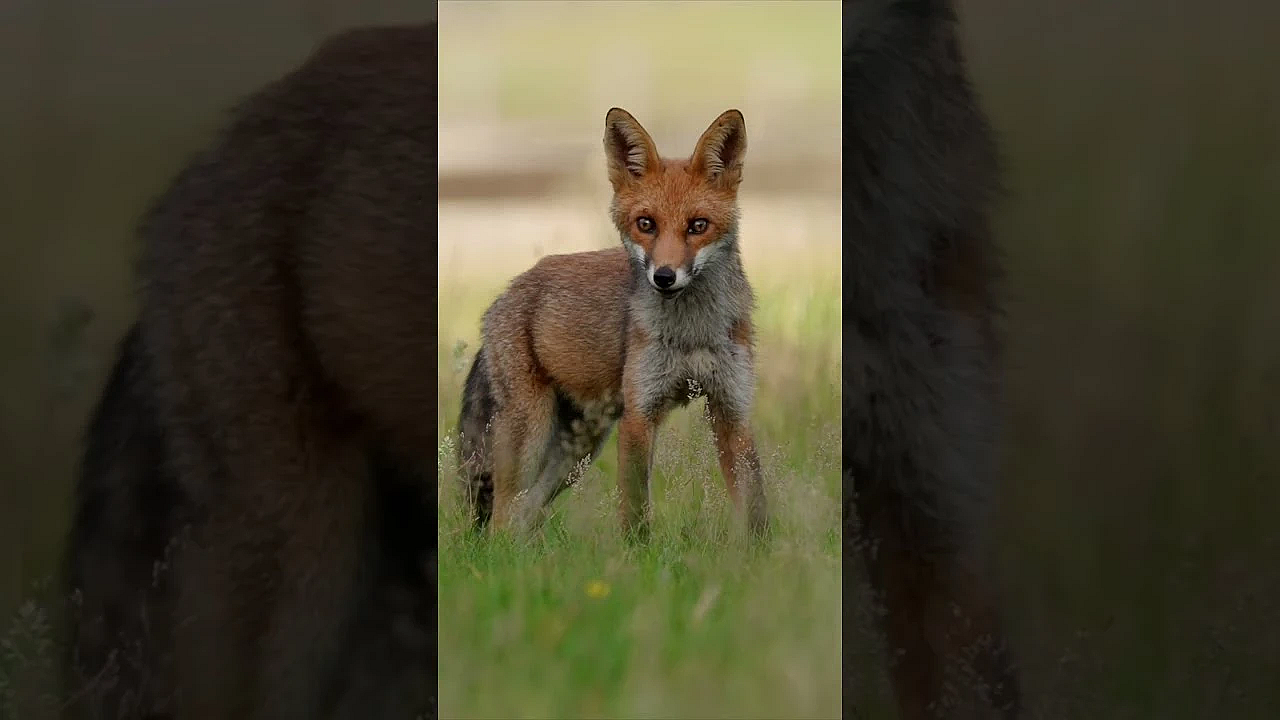 Hot Birds: Pheasants, Foxes & Saltwater Fishing | Fieldsports Britain